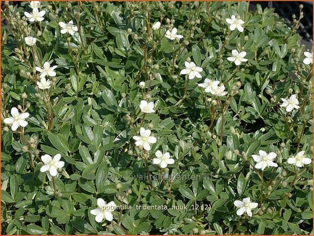 Potentilla tridentata 'Nuuk' | Ganzerik, Vijfvingerkruid | Dreizähniges Fingerkraut