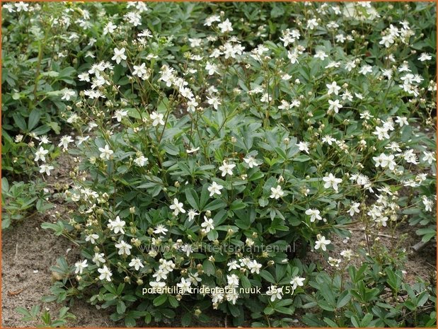 Potentilla tridentata 'Nuuk' | Ganzerik, Vijfvingerkruid | Dreizähniges Fingerkraut