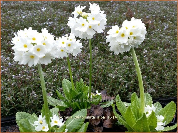 Primula denticulata 'Alba' | Bolprimula, Kogelprimula, Sleutelbloem | Kugelprimel