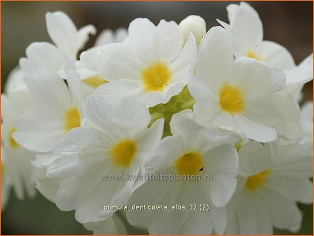 Primula denticulata 'Alba' | Bolprimula, Kogelprimula, Sleutelbloem | Kugelprimel