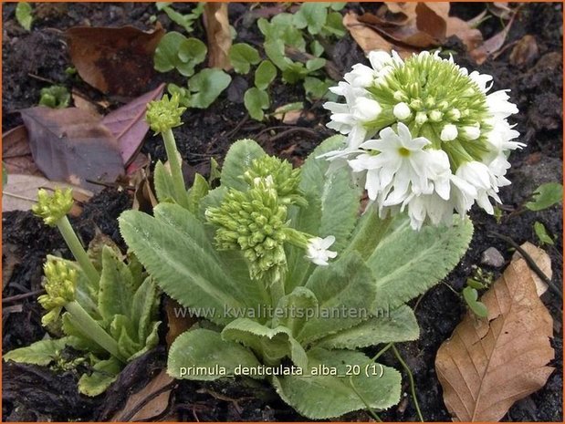 Primula denticulata 'Alba' | Bolprimula, Kogelprimula, Sleutelbloem | Kugelprimel