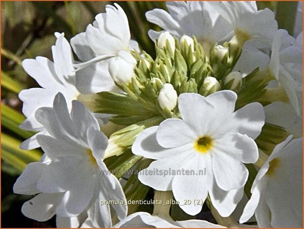 Primula denticulata 'Alba' | Bolprimula, Kogelprimula, Sleutelbloem | Kugelprimel