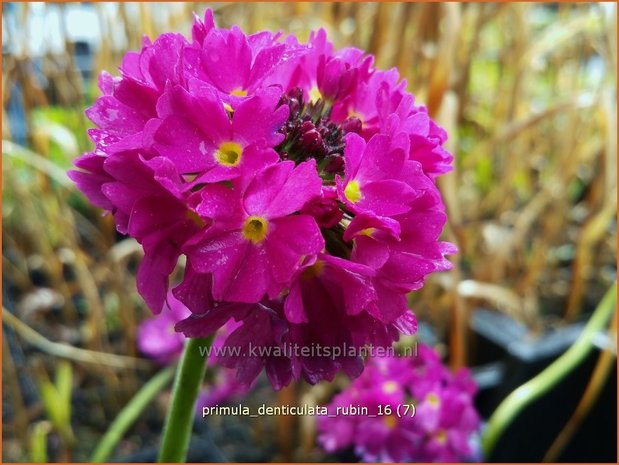 Primula denticulata 'Rubin' | Bolprimula, Kogelprimula, Sleutelbloem | Kugelprimel