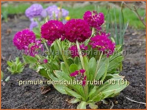 Primula denticulata 'Rubin' | Bolprimula, Kogelprimula, Sleutelbloem | Kugelprimel