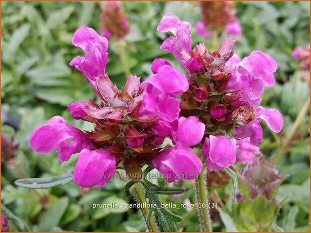 Prunella grandiflora 'Bella Rose' | Brunel, Bijenkorfje | Großblütige Braunelle