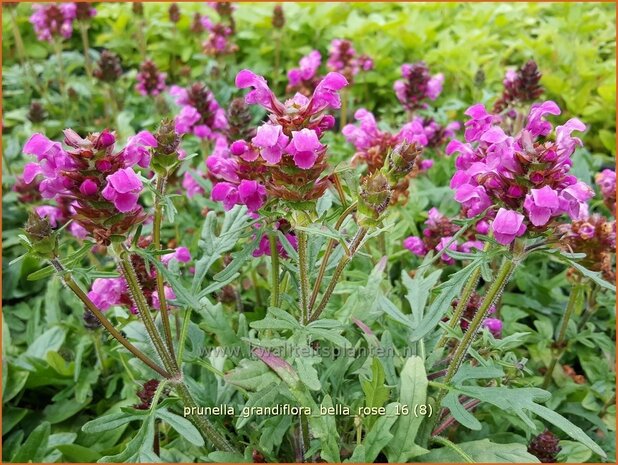 Prunella grandiflora 'Bella Rose' | Brunel, Bijenkorfje | Großblütige Braunelle