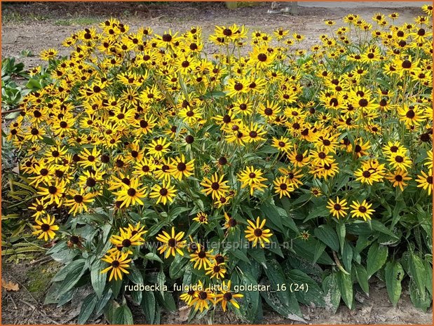 Rudbeckia fulgida 'Little Goldstar' | Zonnehoed | Gewöhnlicher Sonnenhut