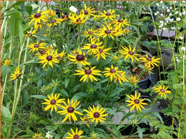 Rudbeckia fulgida 'Little Goldstar' | Zonnehoed | Gewöhnlicher Sonnenhut