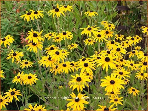 Rudbeckia fulgida var. deamii | Zonnehoed | Deams Sonnenhut