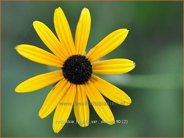 Rudbeckia fulgida var. deamii | Zonnehoed | Deams Sonnenhut