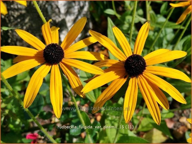 Rudbeckia fulgida var. deamii | Zonnehoed | Deams Sonnenhut