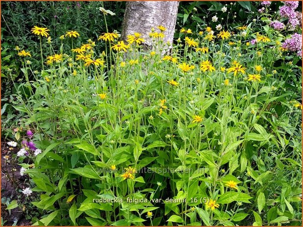 Rudbeckia fulgida var. deamii | Zonnehoed | Deams Sonnenhut