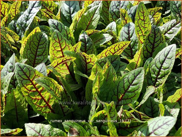 Rumex sanguineus var. sanguineus | Bloedzuring, Zuring | Blut-Ampfer