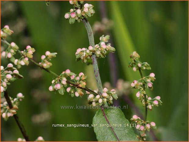 Rumex sanguineus var. sanguineus | Bloedzuring, Zuring | Blut-Ampfer