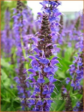 Salvia nemorosa 'Mainacht' | Bossalie, Salie, Salvia | Steppensalbei