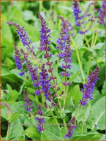 Salvia nemorosa 'Mainacht' | Bossalie, Salie, Salvia | Steppensalbei