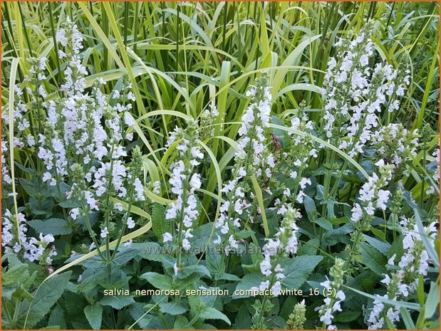 Salvia nemorosa 'Sensation Compact White' | Bossalie, Salie, Salvia | Steppensalbei