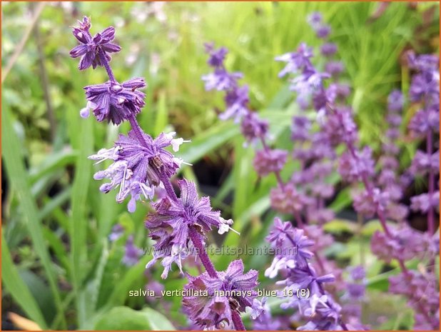 Salvia verticillata 'Hannay's Blue' | Kranssalie, Salie, Salvia | Quirlblütiger Salbei