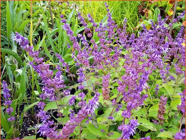 Salvia verticillata 'Hannay's Blue' | Kranssalie, Salie, Salvia | Quirlblütiger Salbei