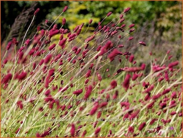 Sanguisorba officinalis 'Red Thunder' | Pimpernel, Sorbenkruid | Großer Wiesenknopf
