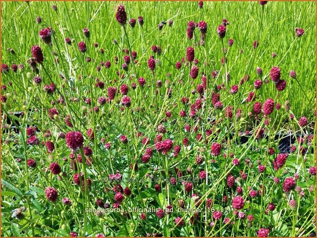 Sanguisorba officinalis 'Red Thunder' | Pimpernel, Sorbenkruid | Großer Wiesenknopf