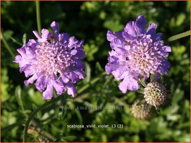 Scabiosa 'Vivid Violet' | Duifkruid, Schurftkruid | Skabiose