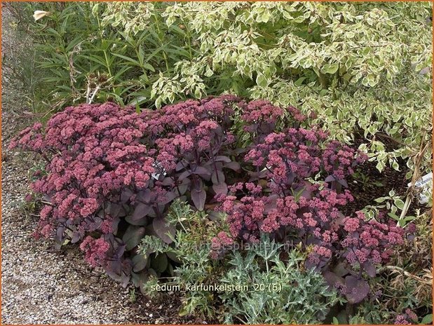 Sedum 'Karfunkelstein' | Hemelsleutel, Vetkruid | Fettblatt