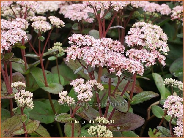 Sedum 'Matrona' | Hemelsleutel, Vetkruid | Fettblatt