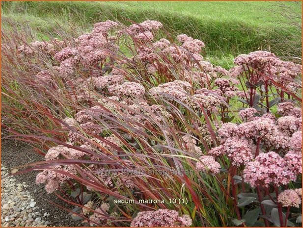 Sedum 'Matrona' | Hemelsleutel, Vetkruid | Fettblatt