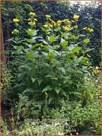 Silphium perfoliatum | Zonnekroon | Verwachsenblättrige Becherpflanze