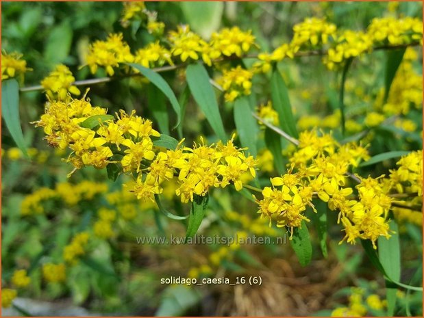 Solidago caesia | Guldenroede | Band-Goldrute