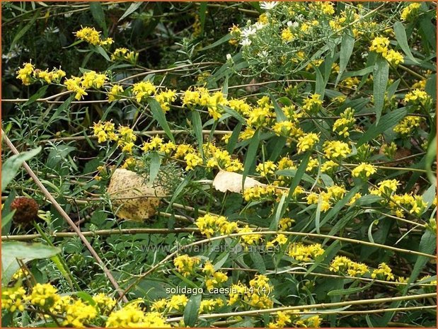 Solidago caesia | Guldenroede | Band-Goldrute