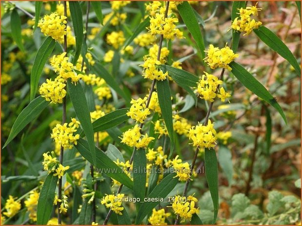 Solidago caesia | Guldenroede | Band-Goldrute