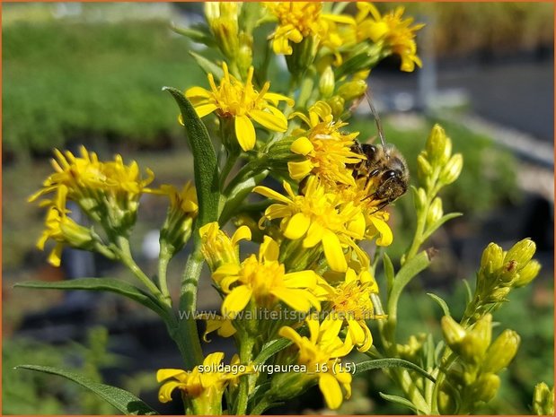 Solidago virgaurea | Echte guldenroede, Guldenroede | Gemeine Goldrute