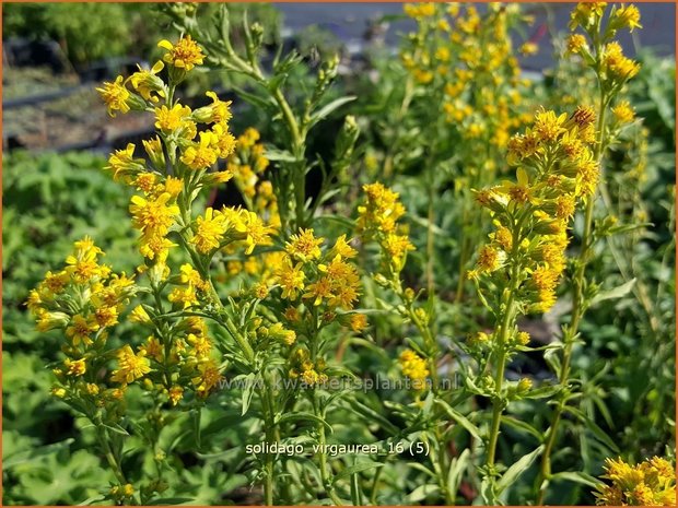 Solidago virgaurea | Echte guldenroede, Guldenroede | Gemeine Goldrute