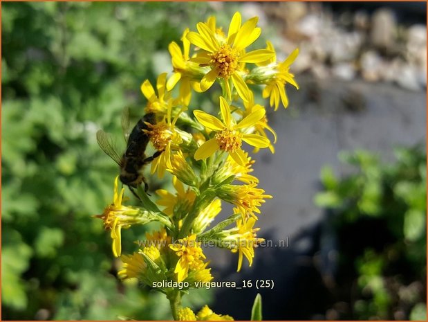 Solidago virgaurea | Echte guldenroede, Guldenroede | Gemeine Goldrute