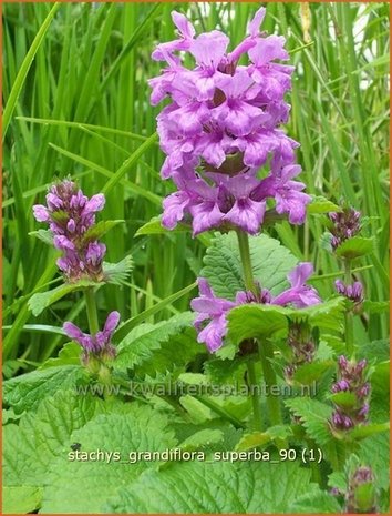 Stachys grandiflora 'Superba' | Andoorn | Großblütiger Ziest