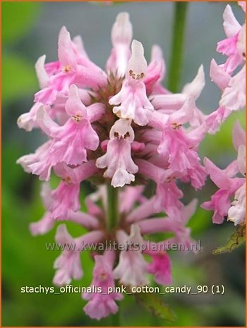 Stachys officinalis 'Pink Cotton Candy' | Betonie, Koortskruid, Andoorn | Echter Ziest