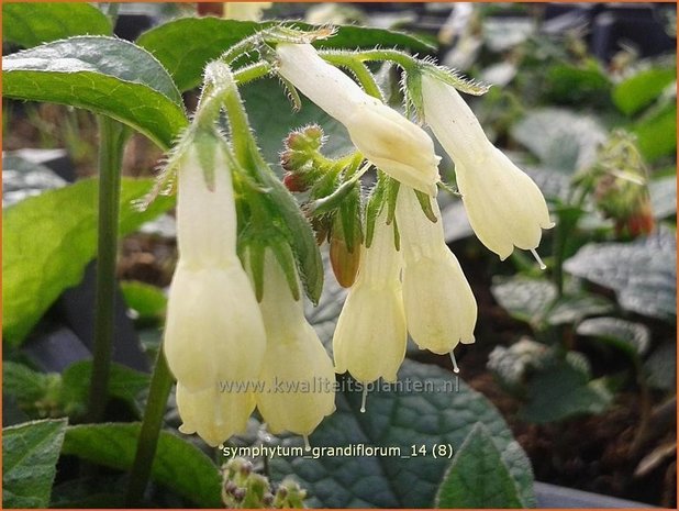 Symphytum grandiflorum | Smeerwortel | Kaukasus-Beinwell