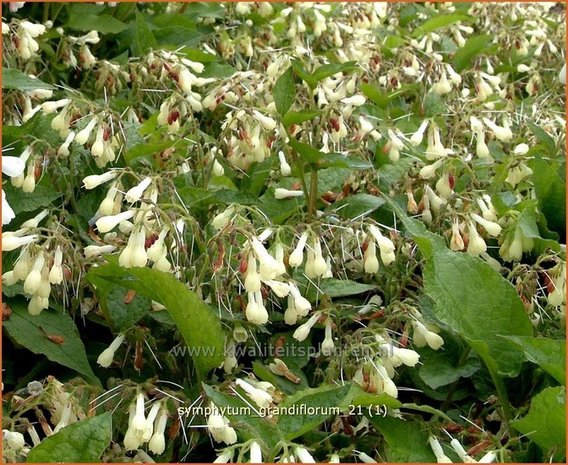 Symphytum grandiflorum | Smeerwortel | Kaukasus-Beinwell