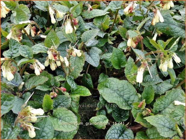 Symphytum grandiflorum | Smeerwortel | Kaukasus-Beinwell