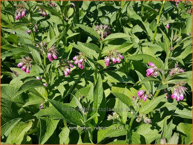 Symphytum rubrum | Smeerwortel | Rotblühender Beinwell