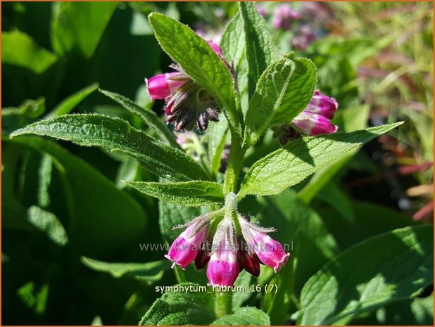 Symphytum rubrum | Smeerwortel | Rotblühender Beinwell