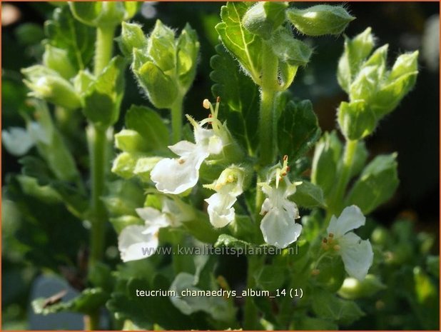 Teucrium chamaedrys 'Album' | Gamander | Echter Gamander