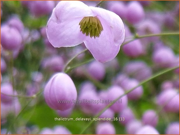 Thalictrum delavayi 'Splendide' | Chinese ruit, Ruit | Delavays Wiesenraute