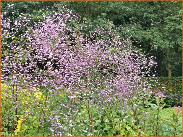 Thalictrum delavayi 'Splendide' | Chinese ruit, Ruit | Delavays Wiesenraute