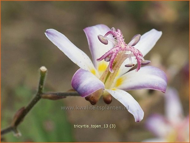 Tricyrtis 'Tojen' | Armeluisorchidee, Paddenlelie | Krötenlilie