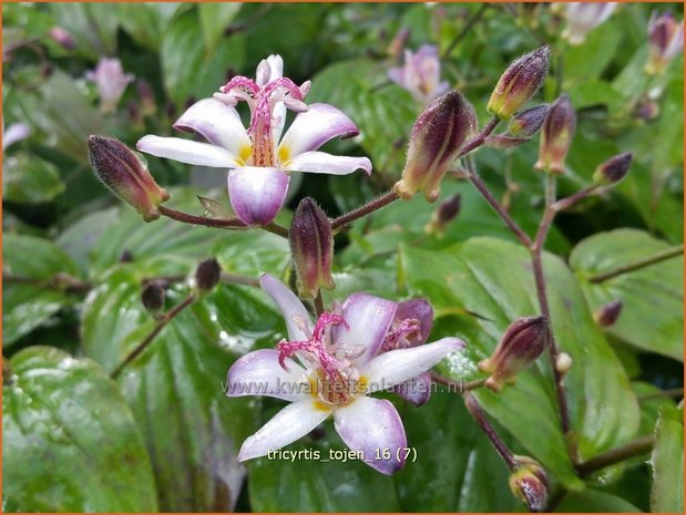 Tricyrtis 'Tojen' | Armeluisorchidee, Paddenlelie | Krötenlilie