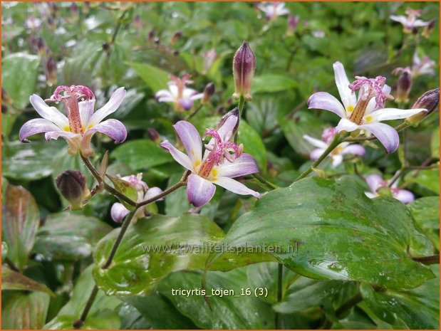 Tricyrtis 'Tojen' | Armeluisorchidee, Paddenlelie | Krötenlilie