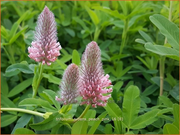 Trifolium rubens 'Peach Pink' | Purperrode klaver, Klaver | Purpurklee